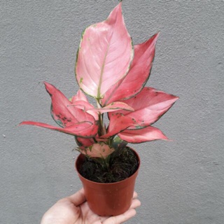 Cây vạn lộc đỏ