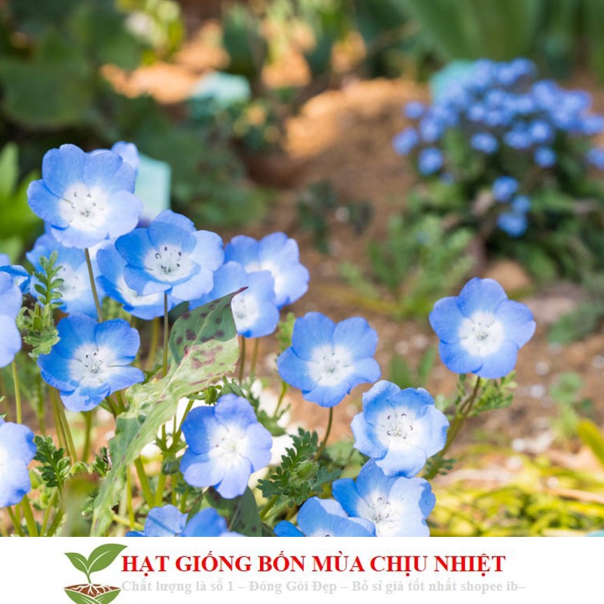 Gói 20 Hạt Giống Hoa Tình Yêu - BABY BLUE ĐẾN MÙA TRỒNG TẾT