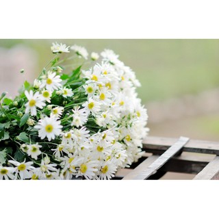 Hạt giống hoa cúc chi trắng