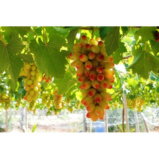 Cây Nho Hồng Nhật Giống (Ngón Tay, NH01-152) Đã Ghép Sẵn