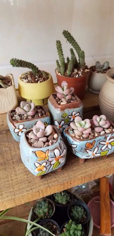 Chậu mini sét theo hình