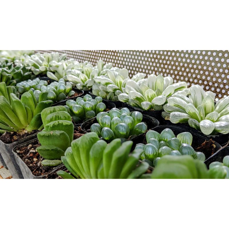 Sen Đá Haworthia Truncata Lime Green