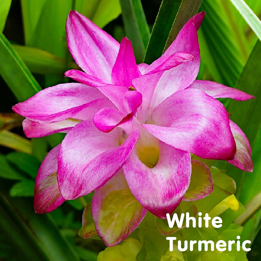 Tinh dầu Nghệ trắng Zedoaria Essential Oil (White Turmeric)