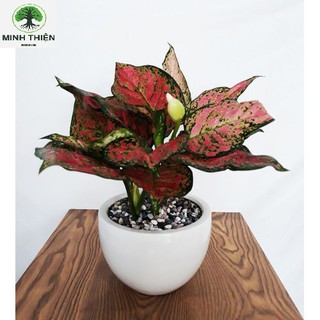 Cây Vạn Lộc Chậu Sứ