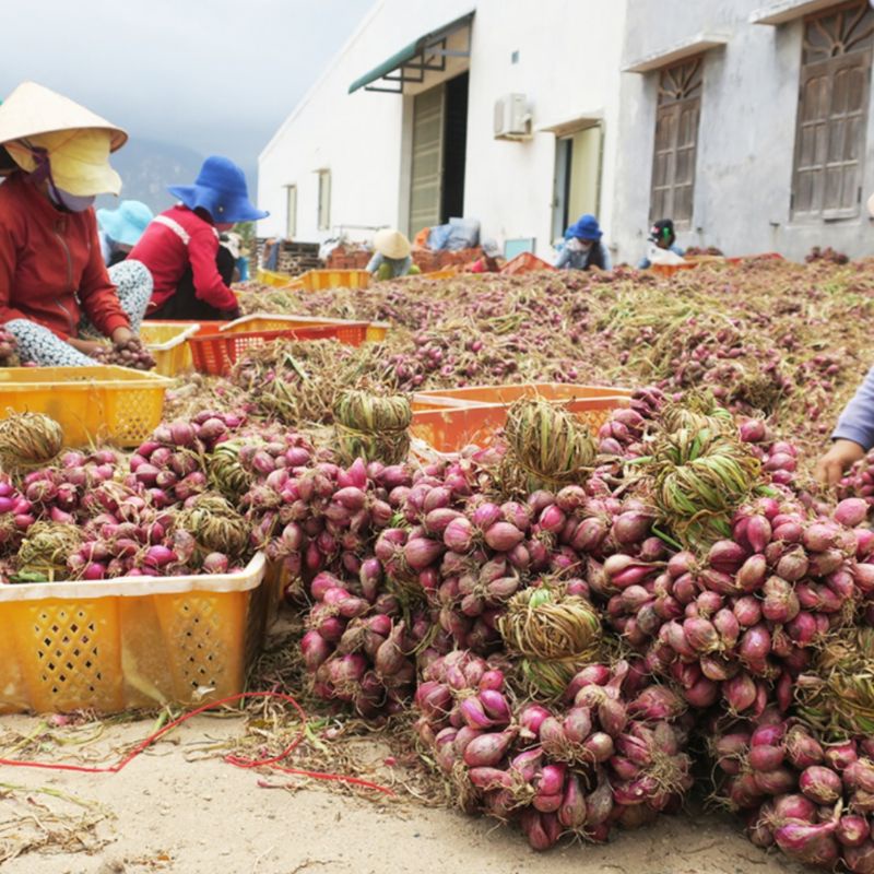 Hành tím Phan Rang chất lượng 1kg