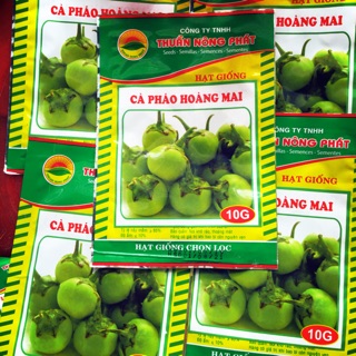 10g HẠT GIỐNG CÀ PHÁO HOÀNG MAI - HẠT GIỐNG CHỌN LỌC THUẦN NÔNG PHÁT