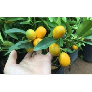cây giống quất ngọt