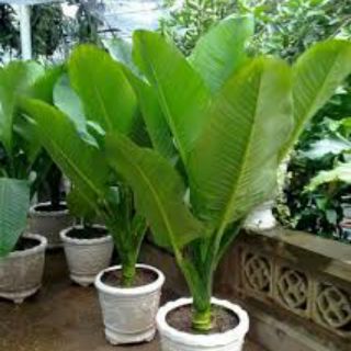 Cây Đại Phú Gia ( chưa gồm chậu )