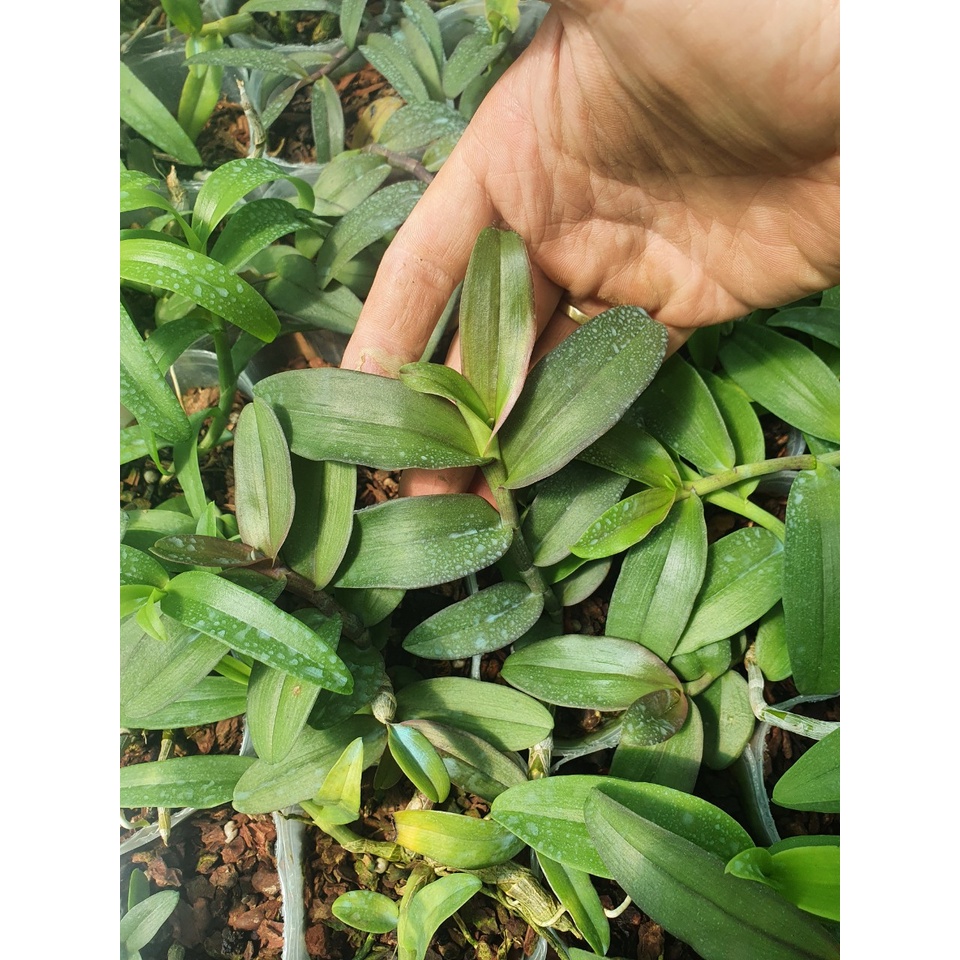 [Giá hủy diệt] phi điệp hồng gia lai gieo hạt hàng 10-15 cm khỏe đẹp