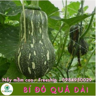 Bí đỏ quả dài F1 - 10 hạt