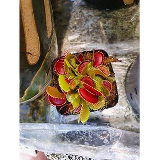 Cây bẫy kẹp , cây bắt ruồi