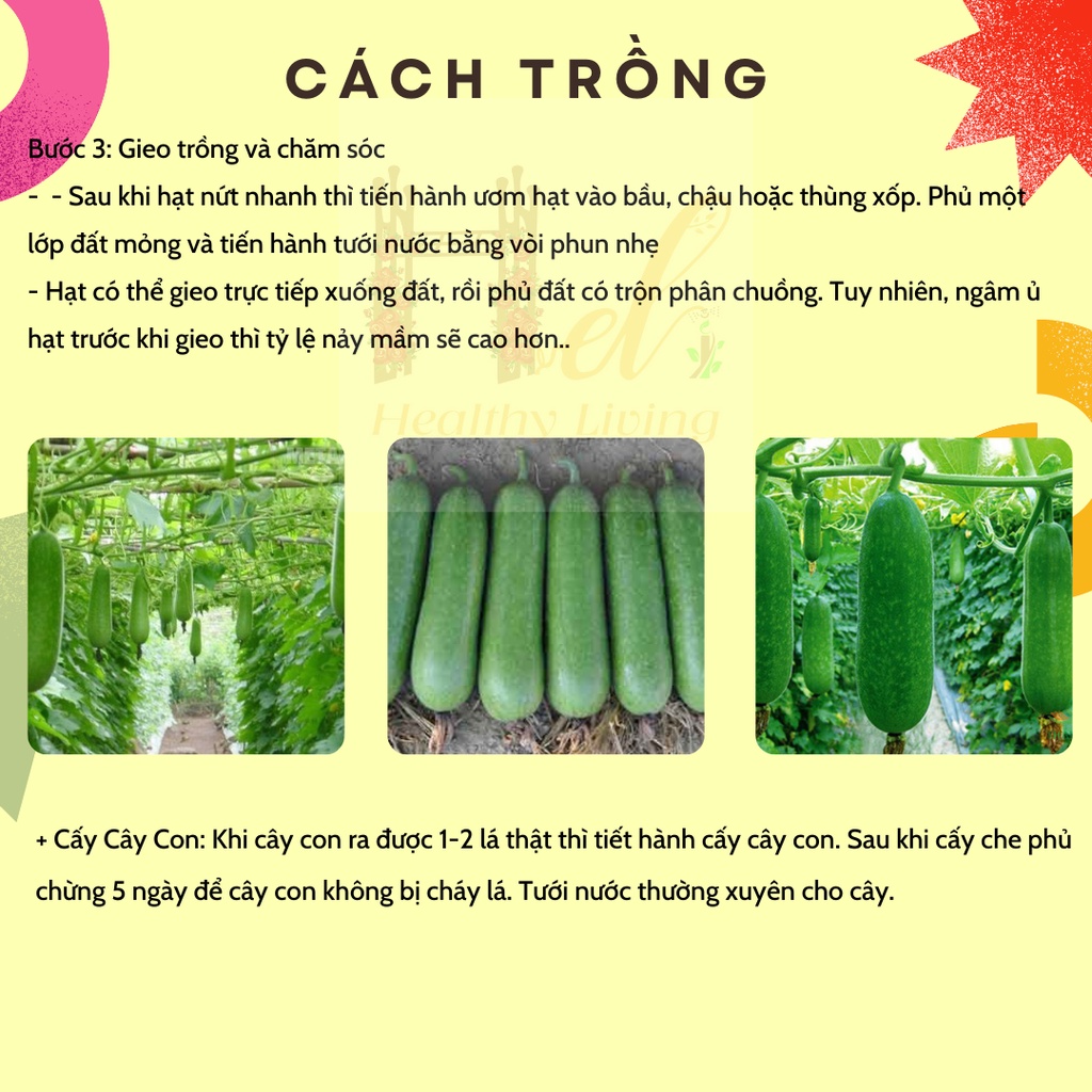 Hạt Giống Bí Đao Chanh Dễ Trồng, Siêu Trái - Trồng Hạt Giống Rau Củ Quả Bằng Đất Sạch, Xơ Dừa, Mùn Dừa, Phân Bón Hữu Cơ