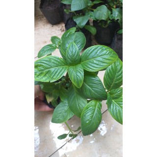 combo 3 bầu cây rau quế vị.