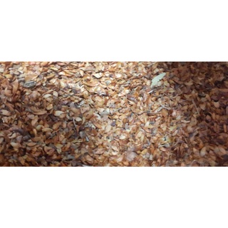 1kg hạt giống câybằng lăng tím