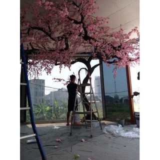 Hoa giả- hoa anh đào