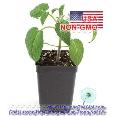 5h Hạt Giống Cà Chua Đại Siêu Ngon B.Pink (A2.101| C3*W62)