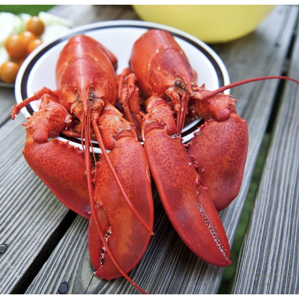 Tôm Hùm Alaska Đông Lạnh Nhập Khẩu