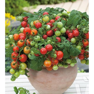 Hạt giống Cà chua bi Cherry lùn đỏ