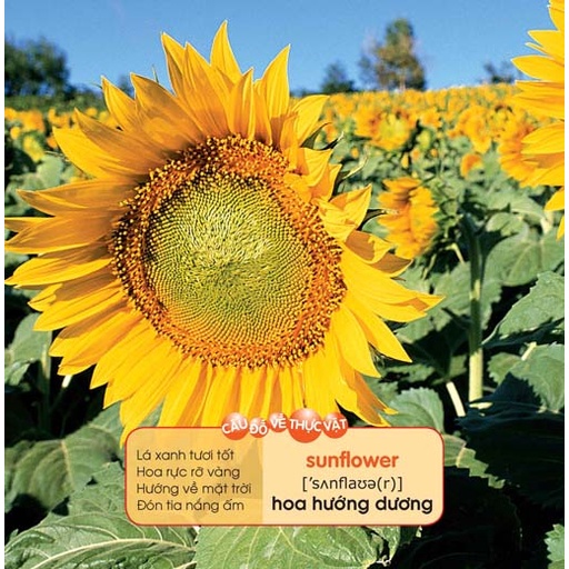 Sách- Bé Yêu Đi Mẫu Giáo - Tranh Đố Vui