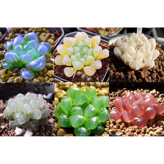 (Newseed) Hạt Giống Sen đá 25 Hạt