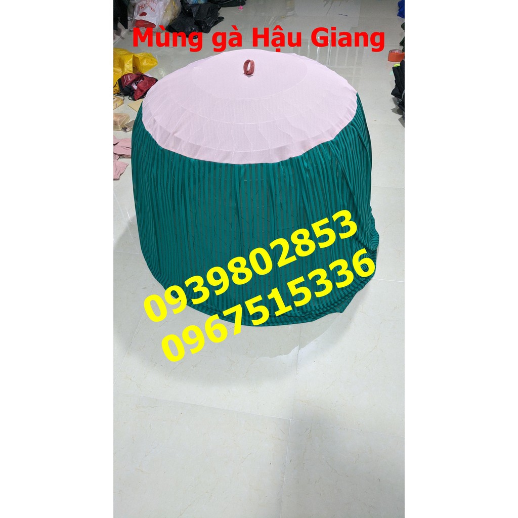 5 mùng gà nòi loại tốt