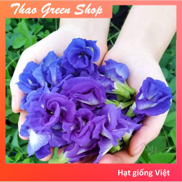  HẠT GIỐNG HOA ĐẬU BIẾC