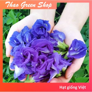  HẠT GIỐNG HOA ĐẬU BIẾC