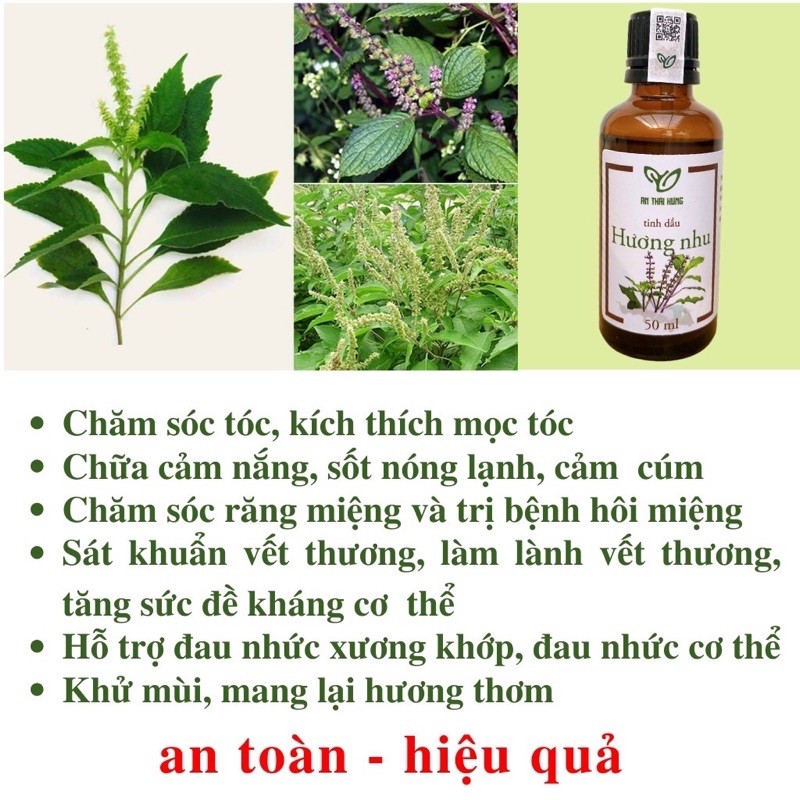 Tinh dầu hương nhu  an thái hưng 50ml ,tinh dầu hương nhu nguyên chất 100%