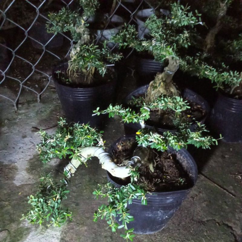Linh sam bonsai