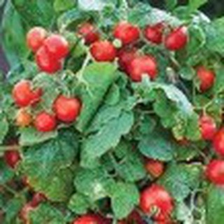 20h hạt giống cà chua cherry đỏ lùn