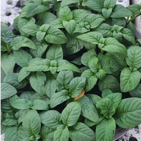 Rau chậu Quế vị TACY'S GARDEN 100% rau sạch nhà vườn trồng