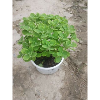 Nhất Mạt Hương ( Sen thơm)