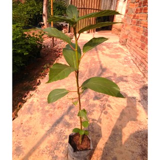 Cây sung ta, chiều cao khoảng 50cm