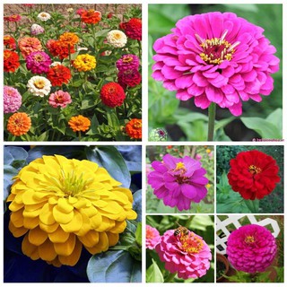 50H - HẠT GIỐNG HOA CÚC LÁ NHÁM