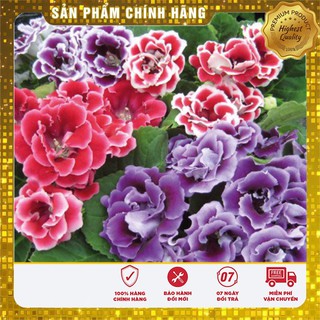 Hạt giống Hoa Tử La Lan - 5 Hạt