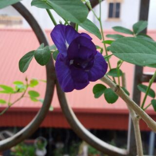 Cây đậu biếc đơn/ kép đang hoa