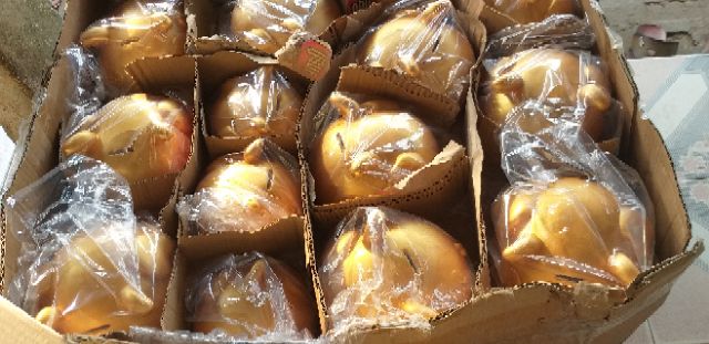 LỢN ĐẤT CÁNH TIÊN | BigBuy360 - bigbuy360.vn