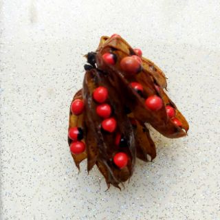 Hạt giống cây cam thảo dây/ chi chi.60 hạt