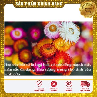 Hạt Giống Hoa Cúc Bất Tử(50 hạt)