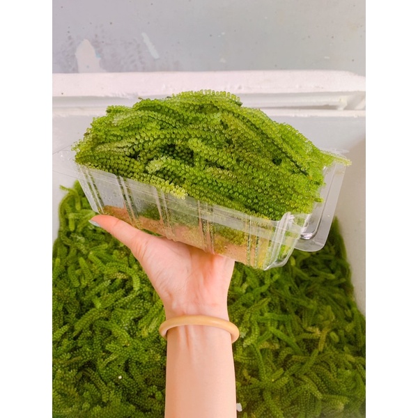 Rong nho tươi - Rong nho tươi khánh hoà tại Q.Bình Thạnh