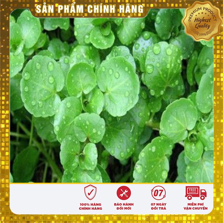 Hạt giống rau cải xoong ngọt -0.2 gr