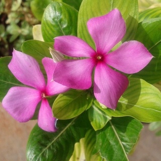 Hoa dừa cạn hồng RD 822 (0.03g)