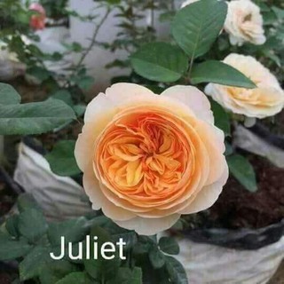 Cành Chiết Hoa Hồng Ngoại Juliet (Giống Hoa Hồng)