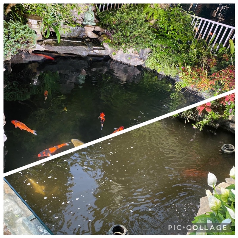 Men Vi Sinh Hồ Koi Bio Fish Koi