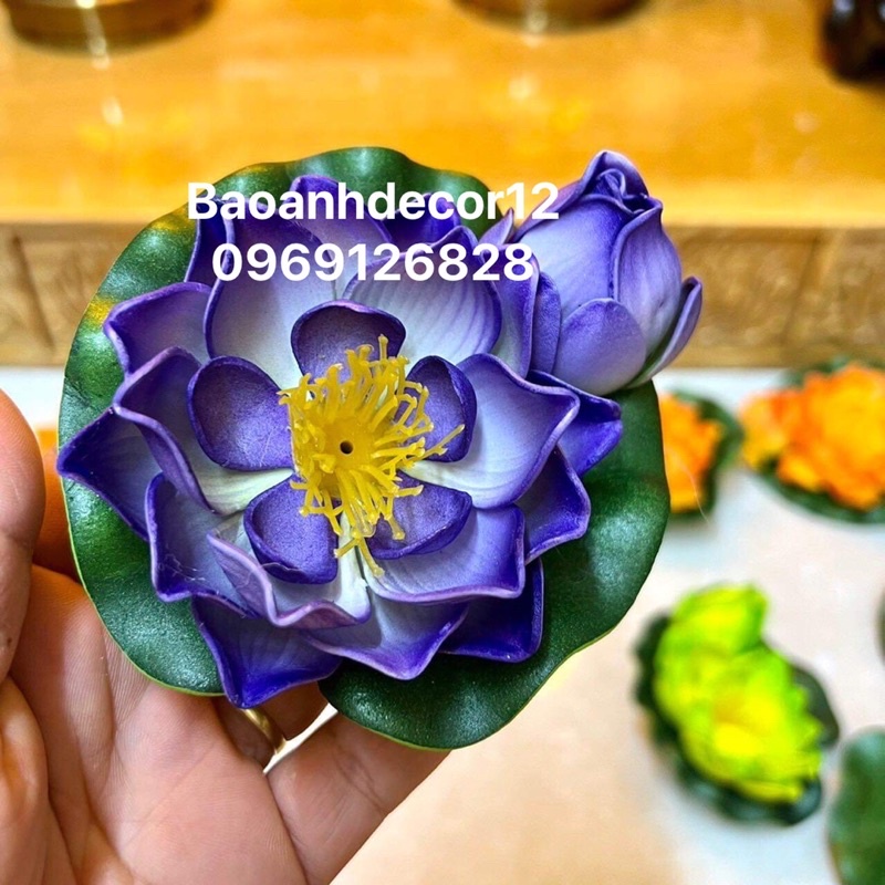 Hoa sen Thả nước ảnh thật 100% Shop chụp