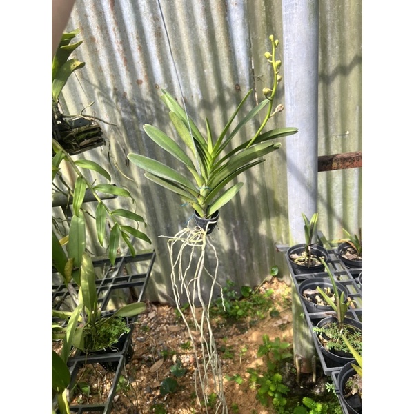 Mokara lai Vanda Màu Tím Huế Cho Hoa Quanh Năm