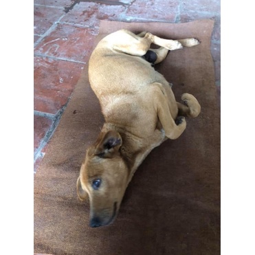 Thảm nỉ úm heo con, lót chuồng chó, mèo, thú cưng giữ ấm vào mùa đông kích thước 50cm x 1m