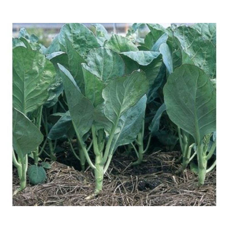 hạt cải rổ cải ná-Cải Rổ Mập (Brassica oleracea)
