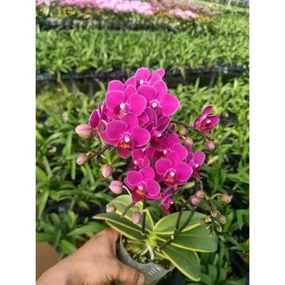 Lan hồ điệp lá biên cây giao ảnh cuối