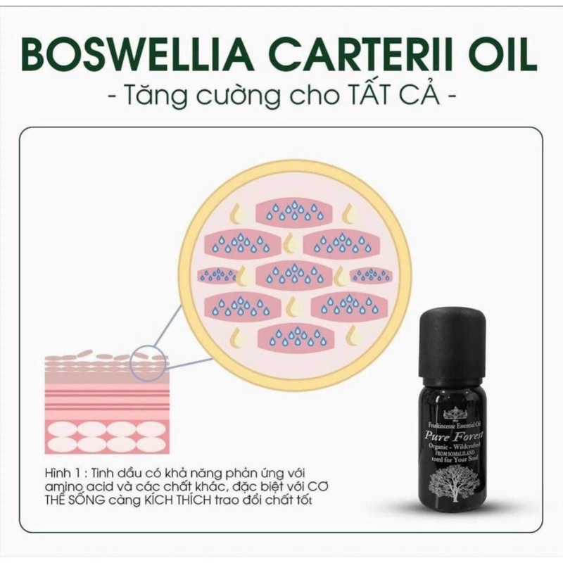 Tinh Dầu Trầm Hương Frankin Chống Oxy Hoá - Căng Bóng - Mờ Đốm Nâu chai 10ml